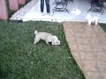 dodi e pipo