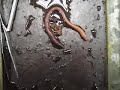 Earthworm Movement: Top-Down View