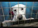 how to decide to euthanize a pet