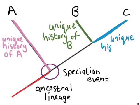 how to read a phylogenetic tree