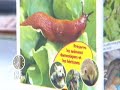 www.jardins-animes.com a fait tester ses produits anti-limaces � philippe collignon qui les pr�sentes � william leymergie. sans instecticides ni pesticides. produits vus sur www.jardins-animes.com