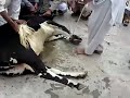 QURBANI IN JANJORA BULLAMOHRA,, TATTAPANI...