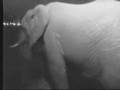 Elephant standoff with rhinos