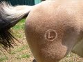 My horses my Passion