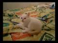 videos de stray cat 2