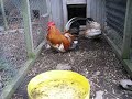 Japanese bantams Japanese bantams