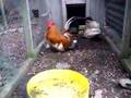 Japanese bantams