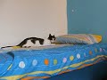 tusha and the laser...