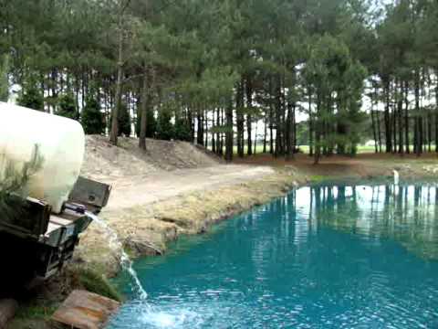 how to dye zoysia grass
