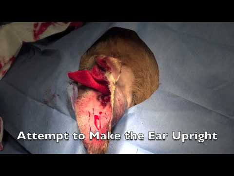 how to treat hematoma after c section