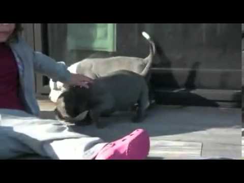 Bluenose Pit - Fawn Female4