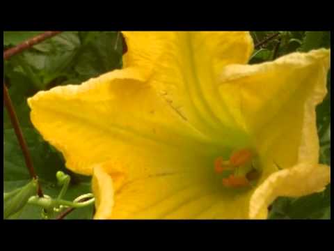 how to harvest squash flowers