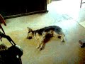 CACHORRO DOIDO PARTE UM CACHORRO DOIDO PARTE UM