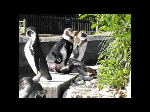 Un pinguino che indossa un vestito Un pinguino che indossa un vestito