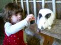 videos de Hannah and the Rabbit
