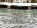 videos de Swimming with dolphins / part 2