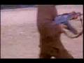 Baader Meinhof PLO Training Camp