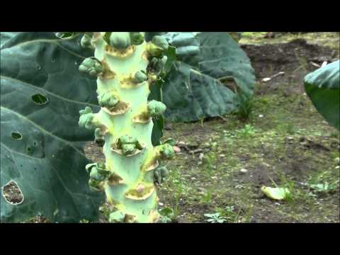 how to trim brussel sprouts