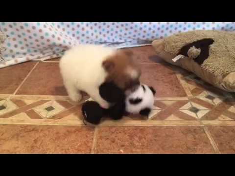 Beau male pomapoo puppy