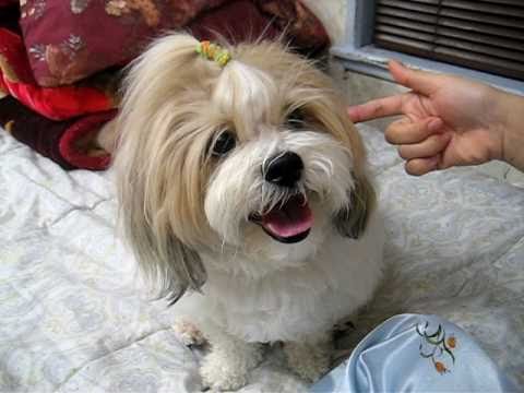 how to care for a zuchon puppy