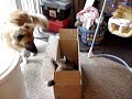 Pop goes the weasel: Mr. Kitty attacks Nietzsche Pop goes the weasel: Mr. Kitty attacks Nietzsche