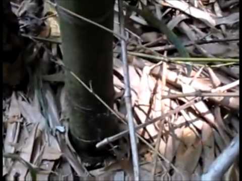 how to replant cut bamboo