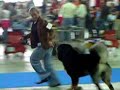 On the 1st of June 2008 at the 75th International Show here in Torino, Padmapani del Dharmapuri (called Khangthrul, age 2 years and 5 months) got:1°EXC., CAC and CACIBThe other red and tan Tibetan Mastiff which runs with his breeder Alessandro Bordoni from Del Dharmapuri kennel, is Bao Guo del Dharmapuri, a very beautiful TM imported from China, which is now 3,5 years old.