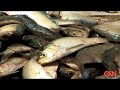 Sierra Leone Overfishing (www.sierraeye.net)