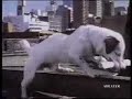 Spot the dog- Telecom New Zealand Ad
