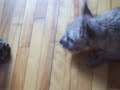 Buddy  Barking