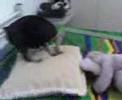 Pingo cachorro safado