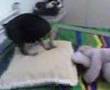 Pingo cachorro safado