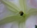Pollination