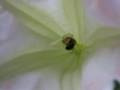 Pollination