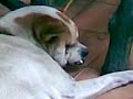 geiler hund ausm urlaub