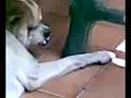geiler hund ausm urlaub