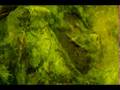 videos de Calliope