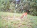 Scoutguard 550 & Moultrie I40