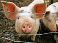 Powerpoint presentation from Animal Rights: The abolitionist approach; Part 2 Animals as property