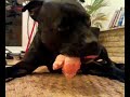 Matilda the Staffie eating a raw chicken wing