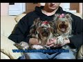 yorki