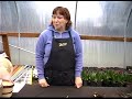 How to Pick Flower Bulbs : Best Time to Plant Flower Bulbs How to Pick Flower Bulbs : Best Time to Plant Flower Bulbs