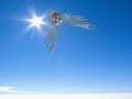re: kiwi! angel wings