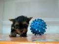 videos de Yorky Macho STA REF:230