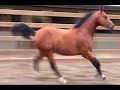 Caballo Cuarto Milla