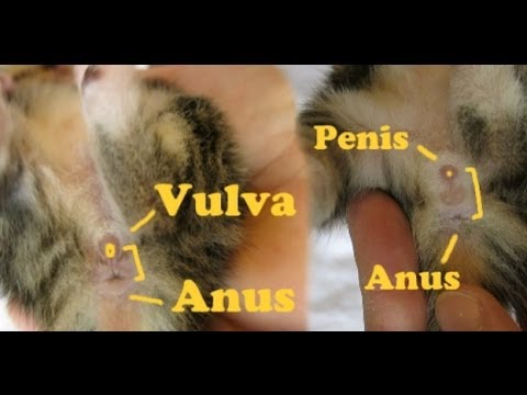 how to determine kitten gender