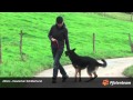 Alfons Deutscher Schäferhund