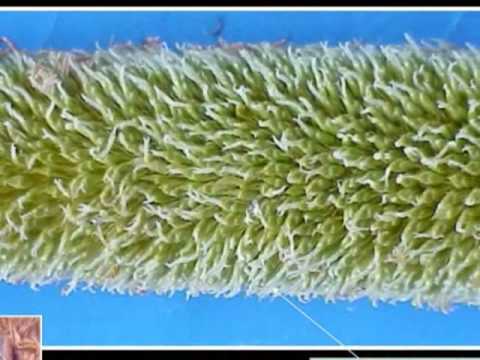 how to grow millet
