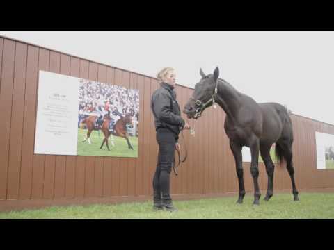 Tattersalls October Yearling Sale Book 1 Day 3 Preview