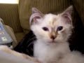 Older cat decided to accept the new kitten today!!